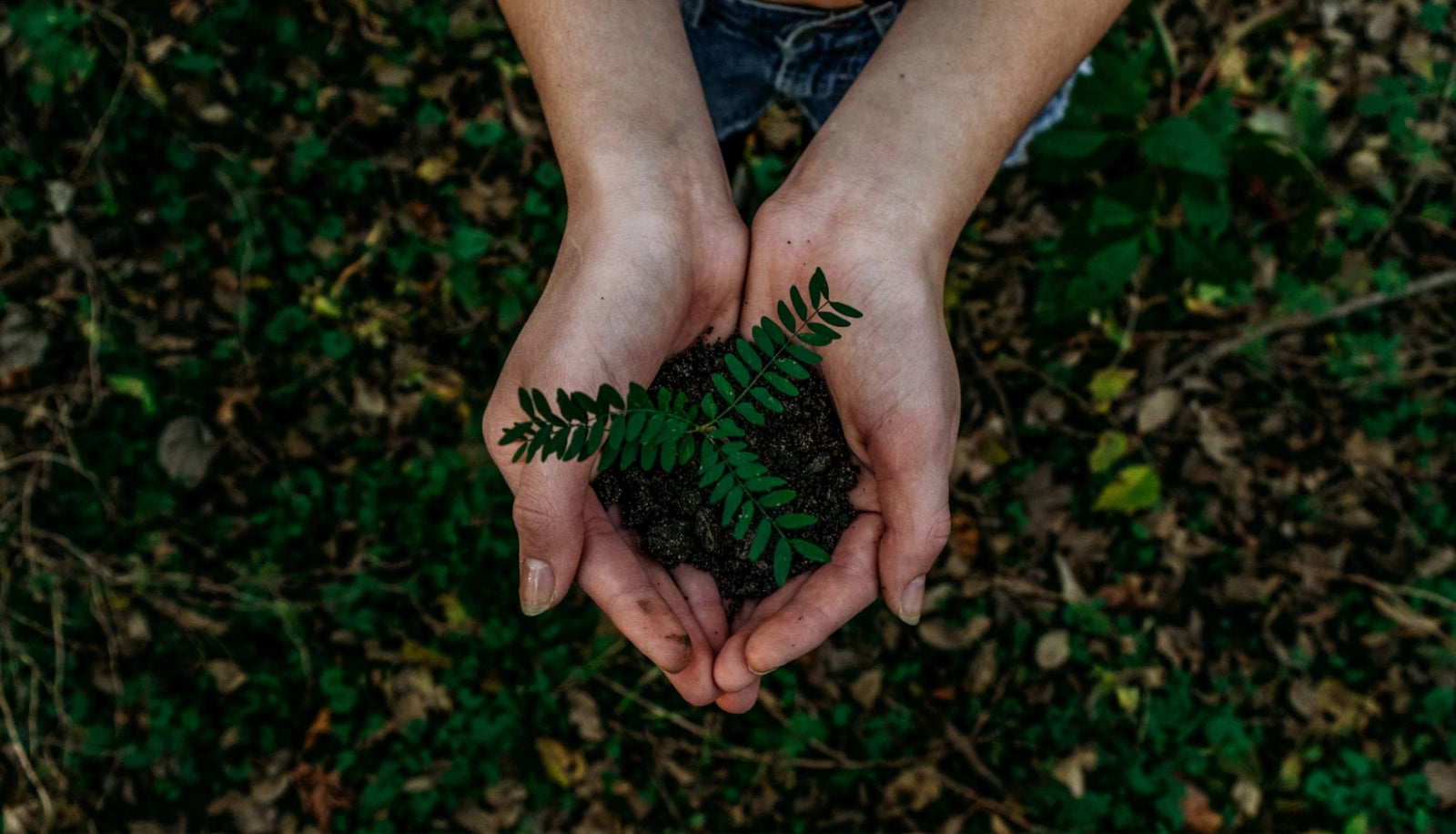Hands cupping soil with a small green seedling against a blurred forest‑floor backdrop.