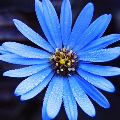 Aster, September's Bloom of the Month