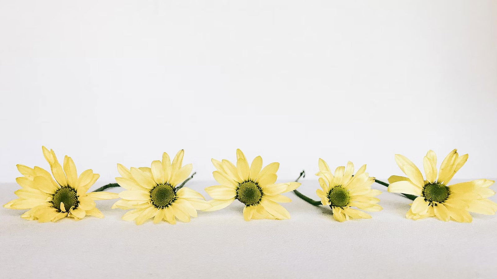 Row of five pale-yellow daisies on a white background. Like new bra brands, each bloom adds a fresh, upbeat option to the lineup.