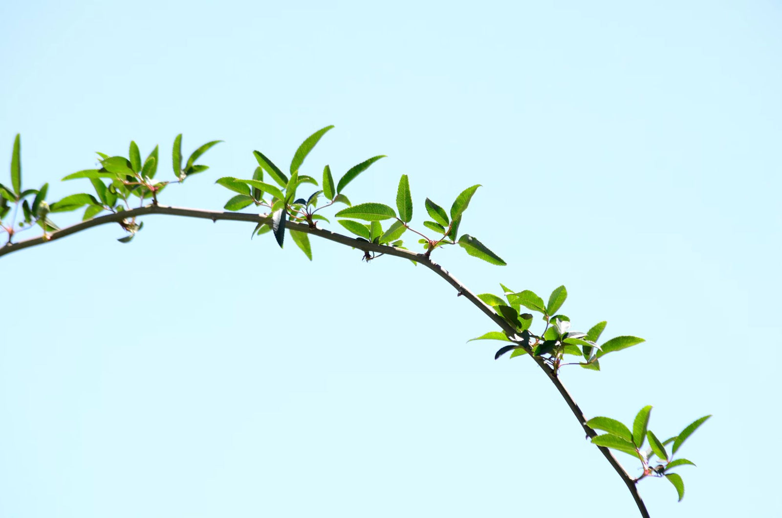 Arching twig with fresh green leaves set against a clear pale-blue sky.